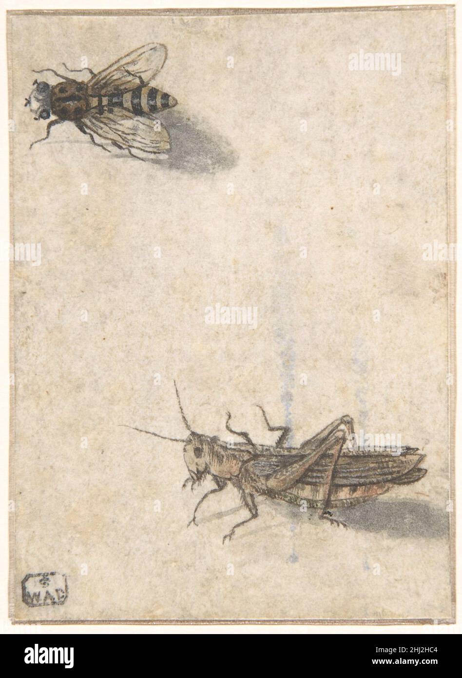 Un Grasshopper e un Bee 17th secolo (?) Anonimo, olandese, 17th secolo olandese questo disegno olandese, probabilmente realizzato nel XVII secolo, illustra un nuovo interesse per l'osservazione e la documentazione degli insetti, che sono stati ritenuti indegni di studio serio in periodi precedenti. Le ombre gettate da questi organismi esprimono realismo, anche se l’illusione è complicata dalle varie posizioni degli insetti: L’ape è stata catturata dall’alto, mentre la cavalletta è vista dal lato. Un Grasshopper e un Bee 385461 Foto Stock