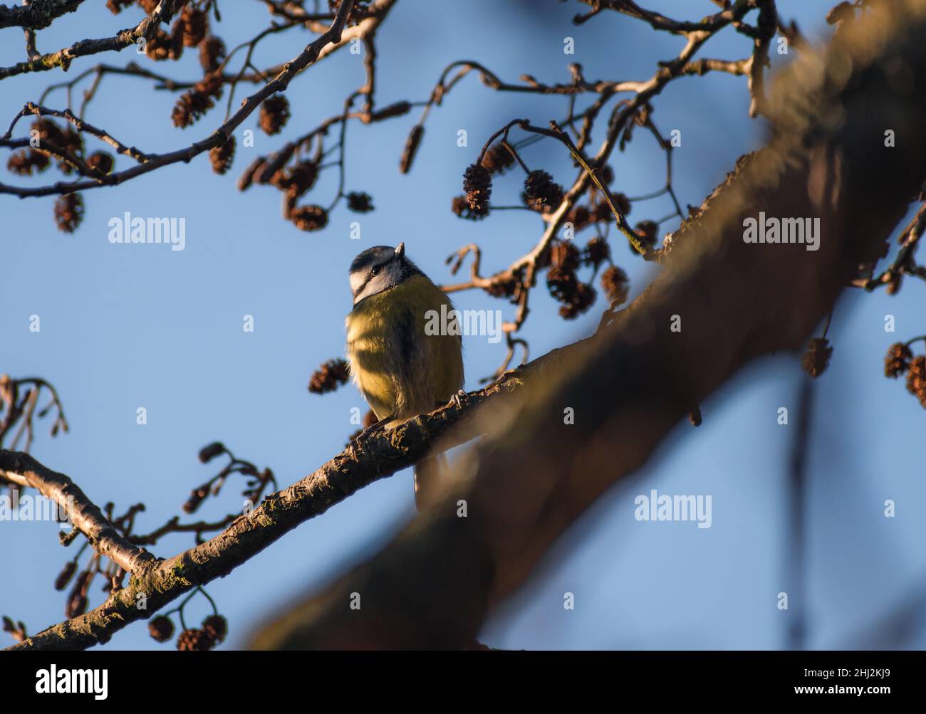 Graziosa Tit blu in un albero che si crogiolano alla luce del sole di mattina presto Foto Stock