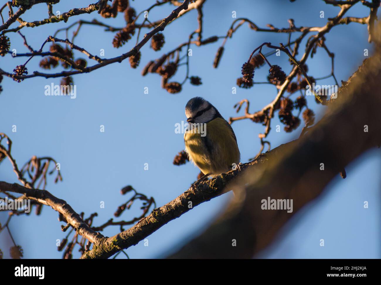 Graziosa Tit blu in un albero che si crogiolano alla luce del sole di mattina presto Foto Stock