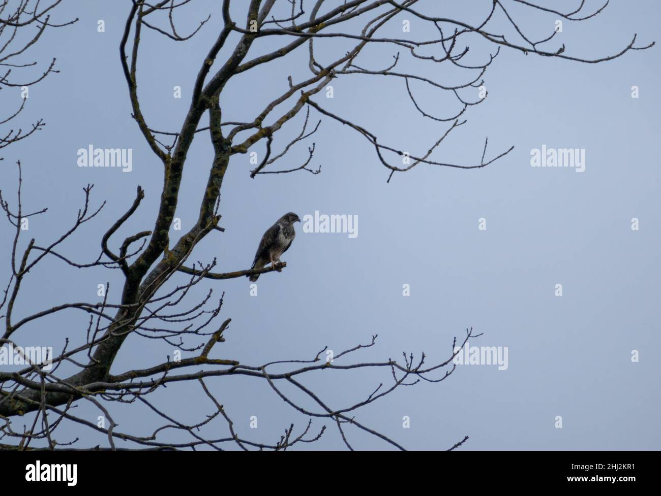 Grande Buzzard comune arroccato in un albero alla ricerca del suo prossimo pasto Foto Stock