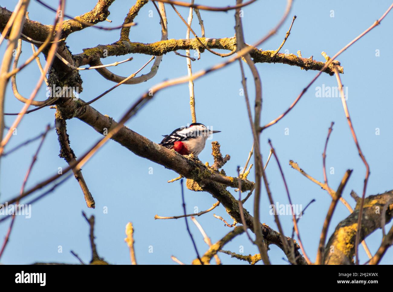 Incredibile Woodpecker grande punteggiato appollaiato in un albero Foto Stock