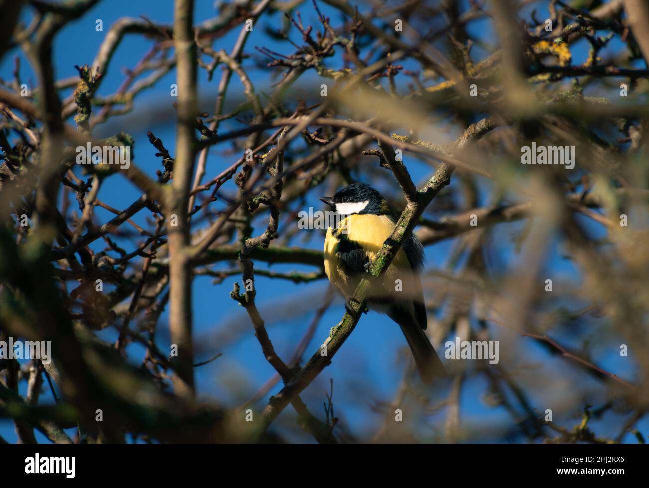Bella Grande Tit appollaiato in un albero con luce del sole stupefacente che lo colpisce Foto Stock