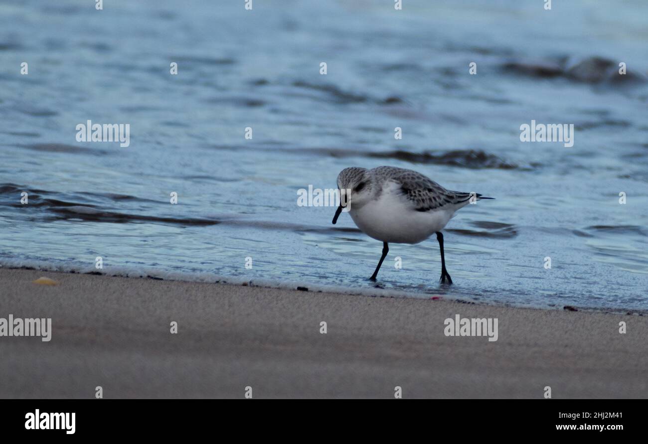 Sanderling alla ricerca di un po' di cibo su una spiaggia nel Regno Unito Foto Stock