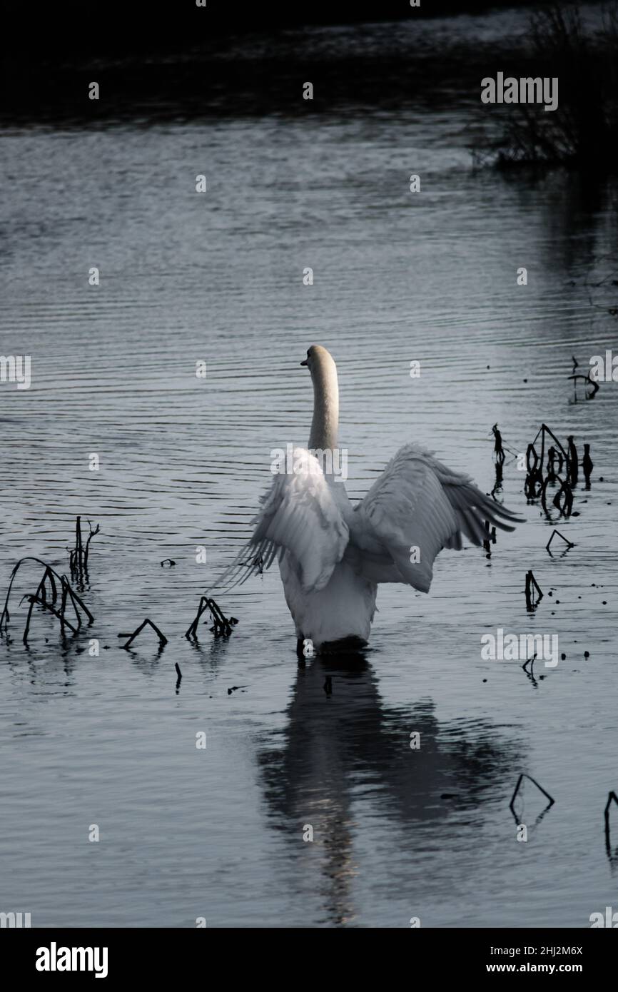 Bella Mute Swan su un fiume tranquillo con alcuni riflessi sorprendenti e alcune ali d'angelo Foto Stock