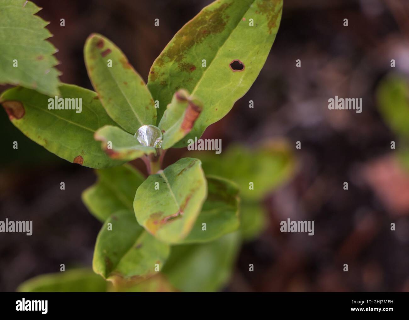 Una goccia solitaria di Dew mattina Foto Stock