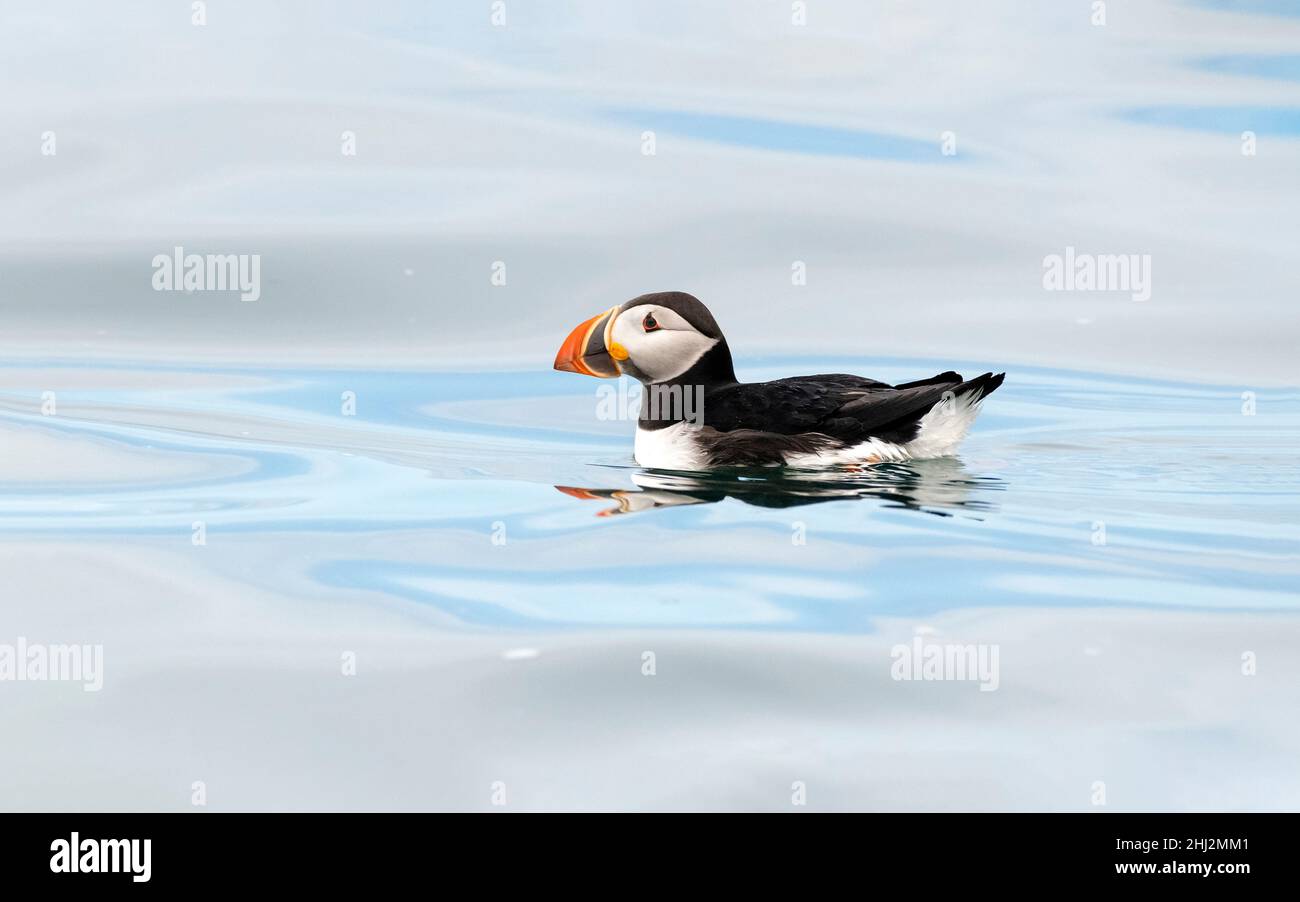 Puffin Atlantico (F. artica). Isola di Machias Seal al largo della costa del Maine. Foto Stock