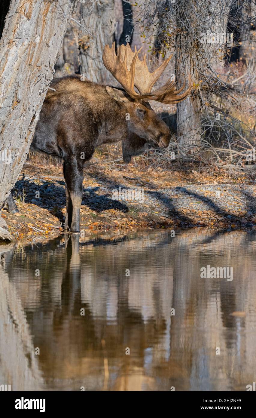 Bull Moose (Alces Alces) che va per un drink da un torrente di montagna. Autunno nel Grand Teton National Park, Wyoming, USA. Foto Stock