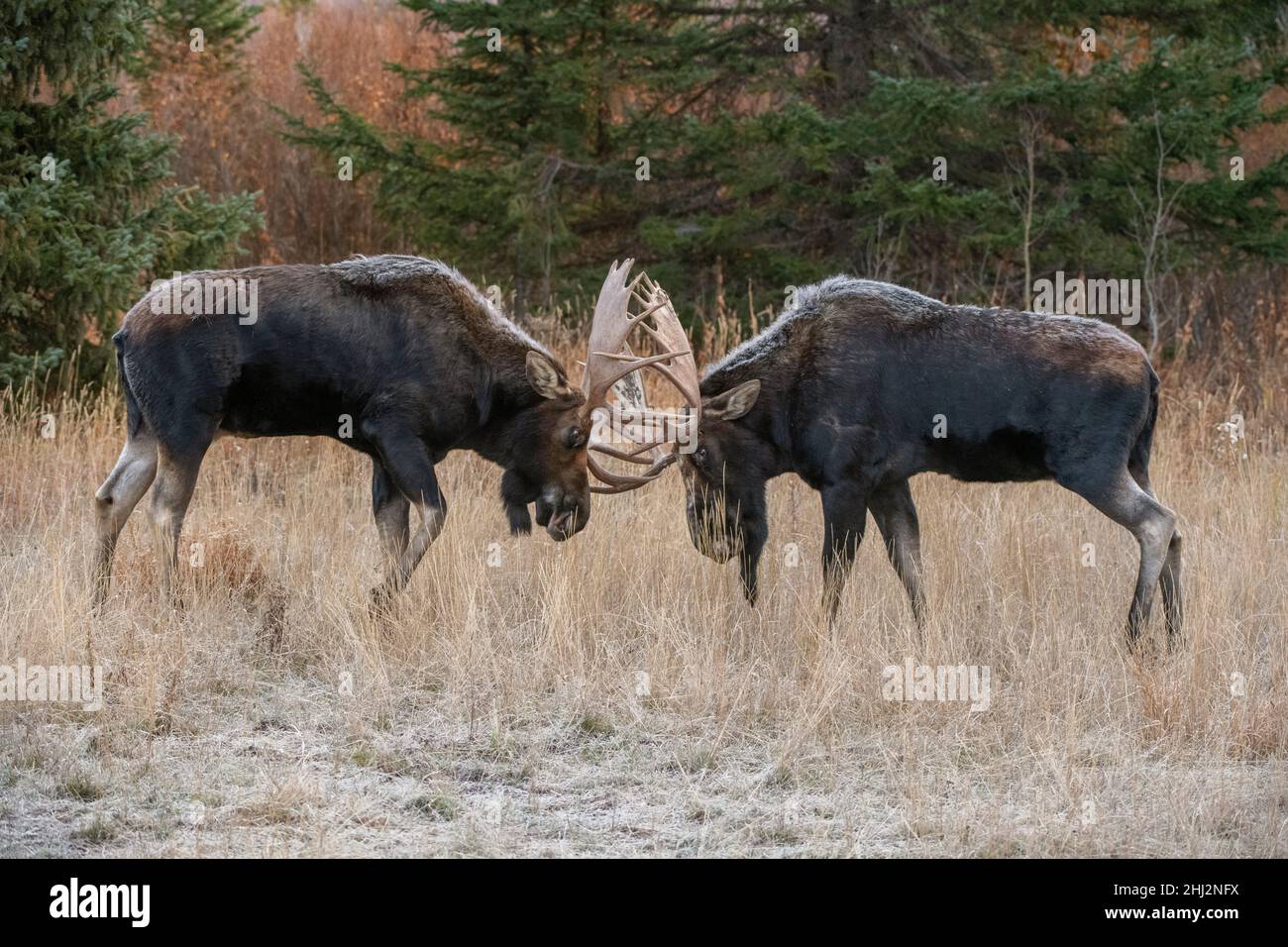 Bull Moose (Alces Alces) in lotta durante la stagione di accoppiamento. Autunno nel Grand Teton National Park, Wyoming, USA. Foto Stock