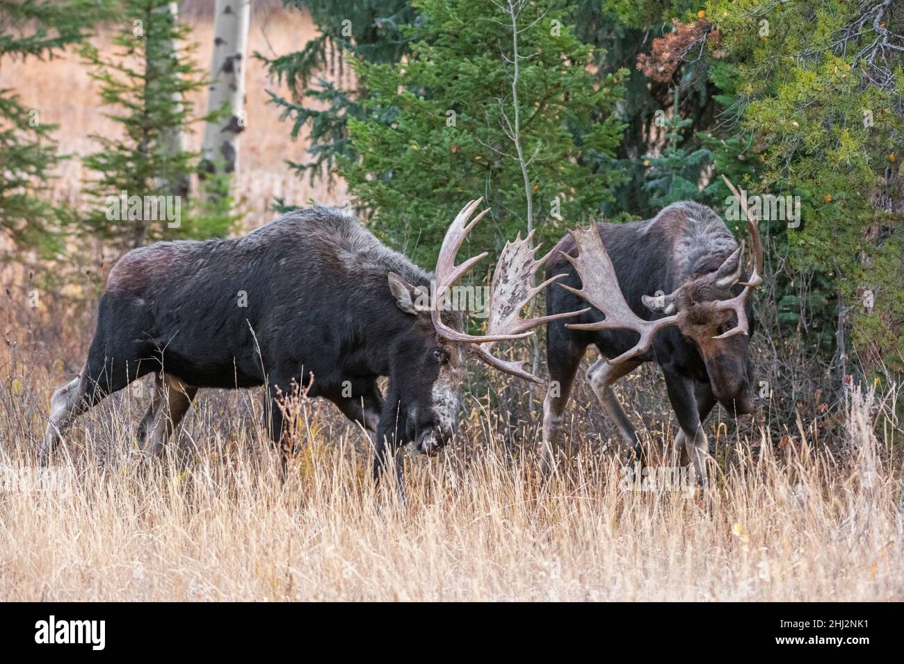Bull Moose (Alces Alces) in lotta durante la stagione di accoppiamento. Autunno nel Grand Teton National Park, Wyoming, USA. Foto Stock