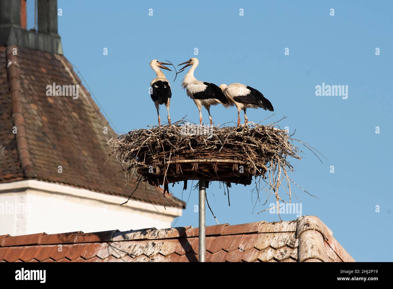 Cicogna bianca (Ciconia ciconia), giovani uccelli che suonano con ramoscello, palpebre, chiesa, Soletta, Dorneck, Svizzera Foto Stock