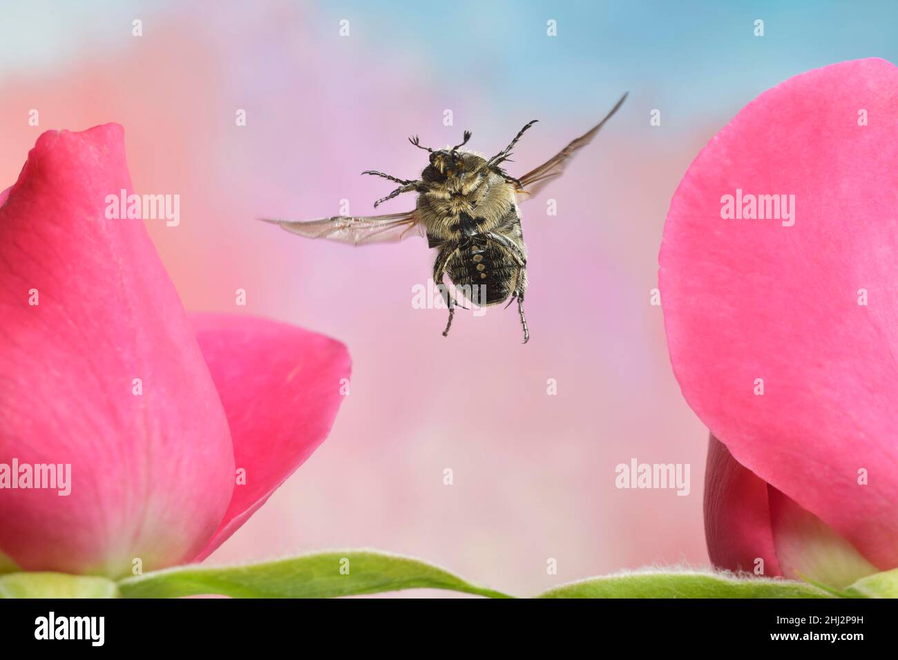 Coleotteri di rose Traue (Oxythyrea funesta) in volo su un fiore di rosa (Rosa) Foto Stock