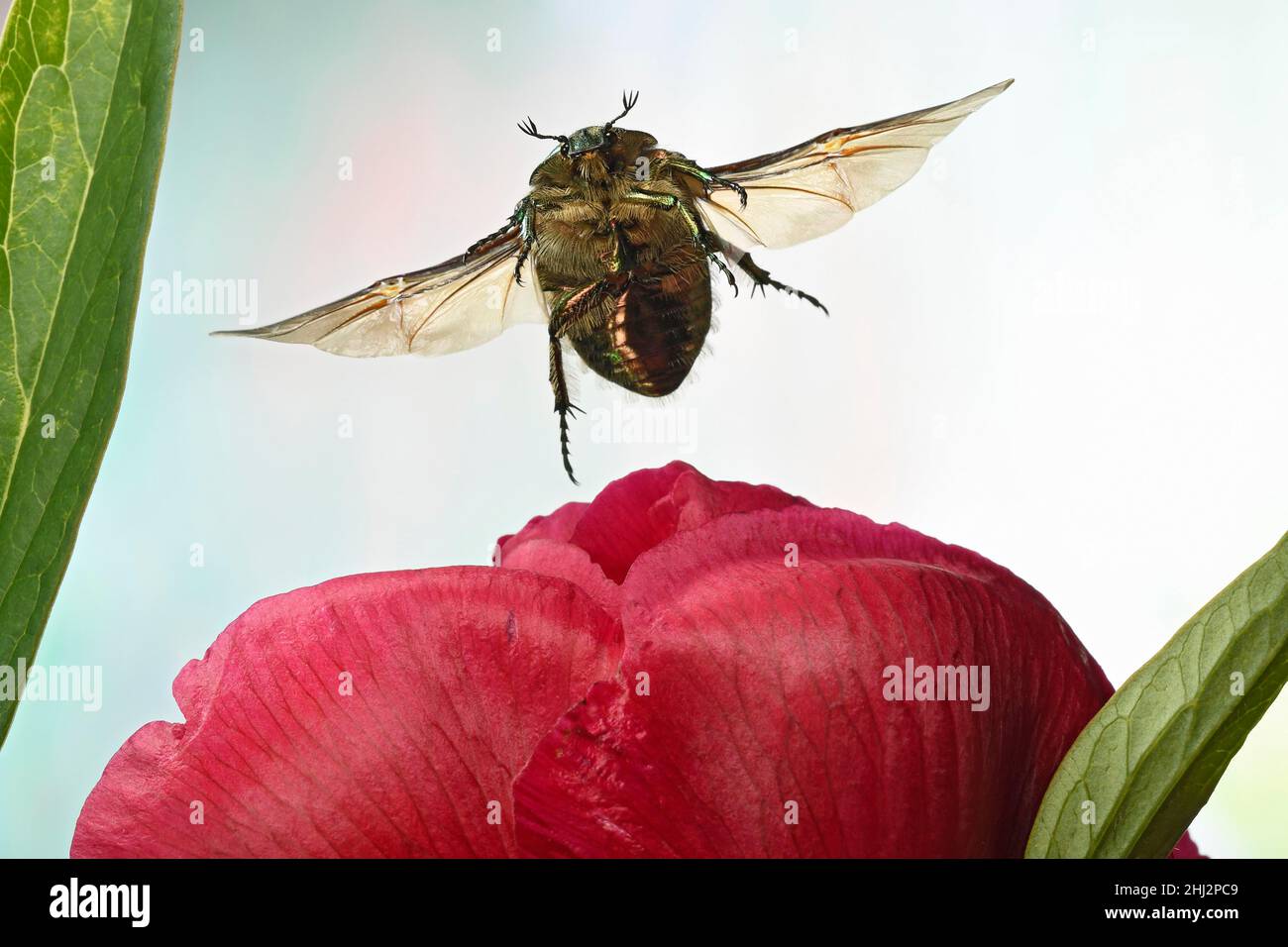 Rosone (Cetonia aurata) in volo su un fiore di peonia (Paeonia) Foto Stock