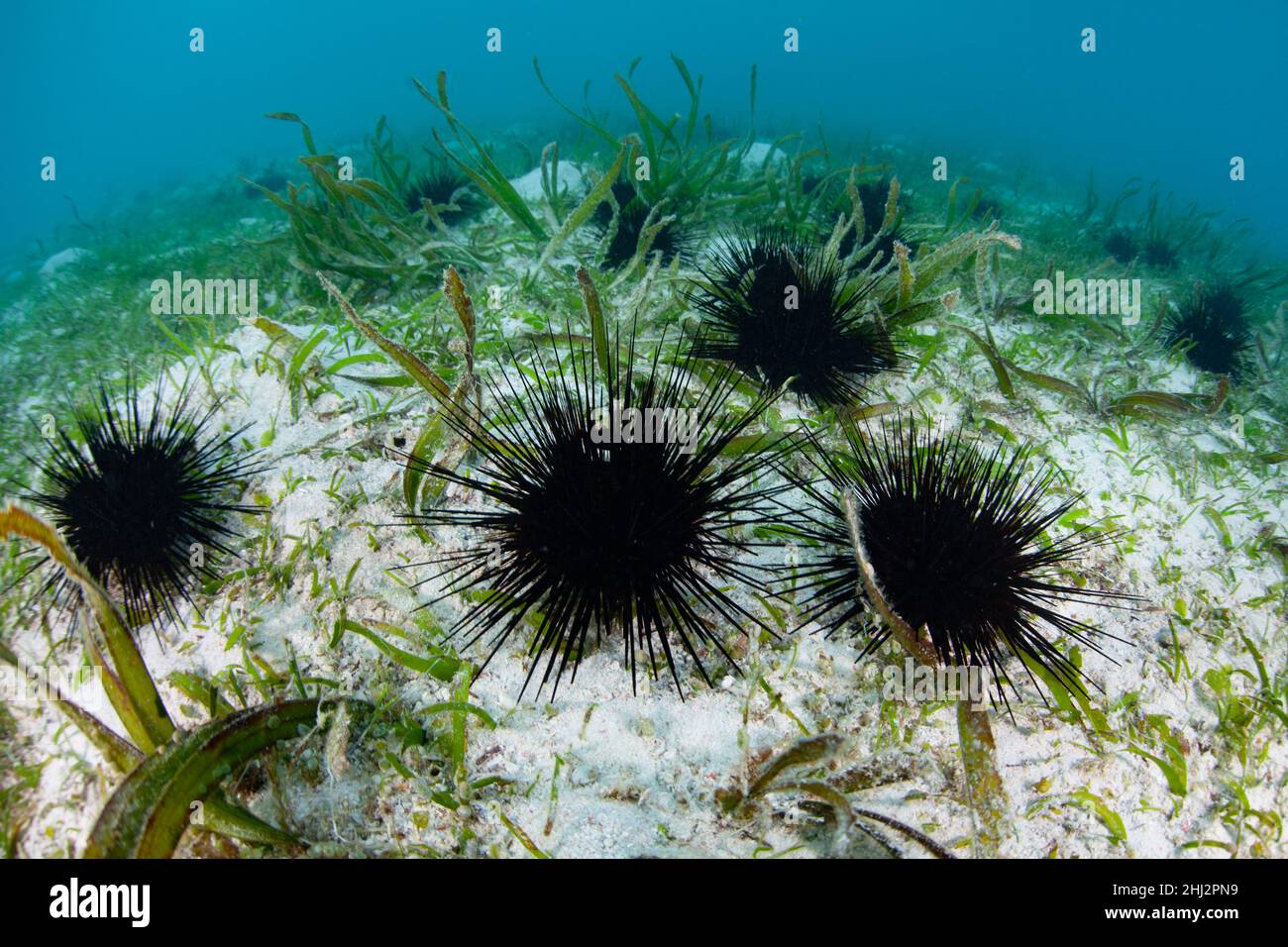 Ricci spinosi neri, Diadema sp., si nutrono di alghe sul fondale marino poco profondo di un prato di color verde al largo di Flores, Indonesia. Foto Stock