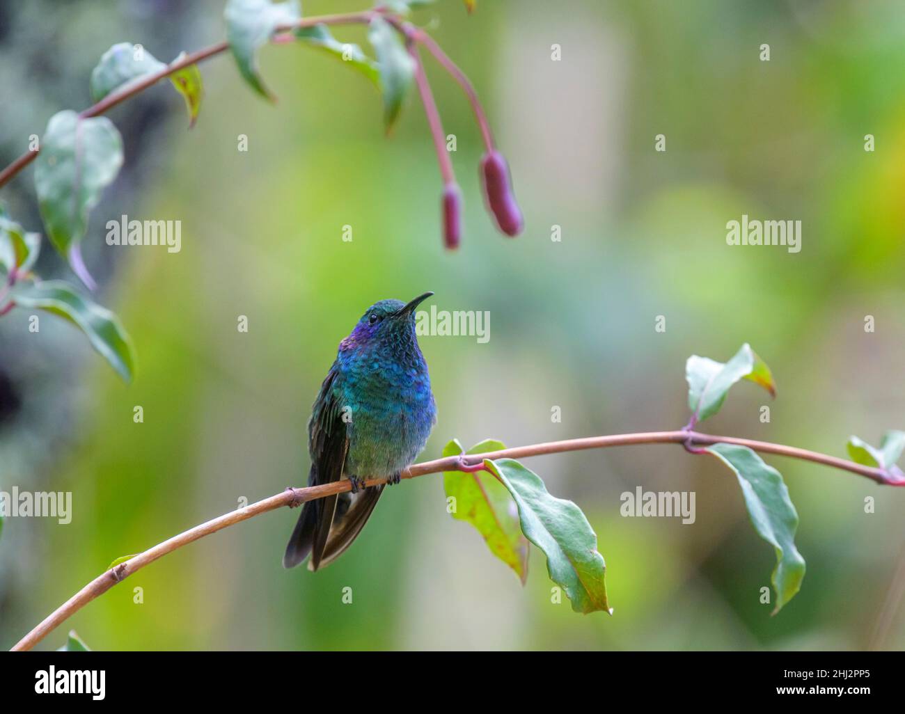 Violetear messicano (Colibri thalassinus) seduto su un ramo, San Gerardo de Dota, Provincia di San Jose, Costa Rica Foto Stock