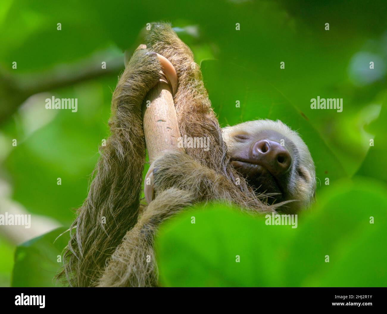 Hoffmann's due-toed sloth (Choloepus hoffmanni), Cahuita National Park, Puerto Limon, Costa Rica Foto Stock