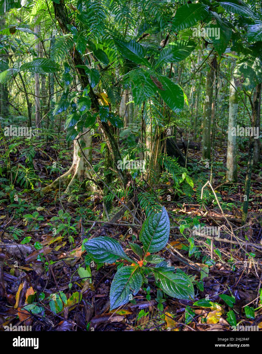 Foresta pluviale alla luce del mattino, la Selva Biological Station, Sarapiqui, Heredia, Costa Rica Foto Stock