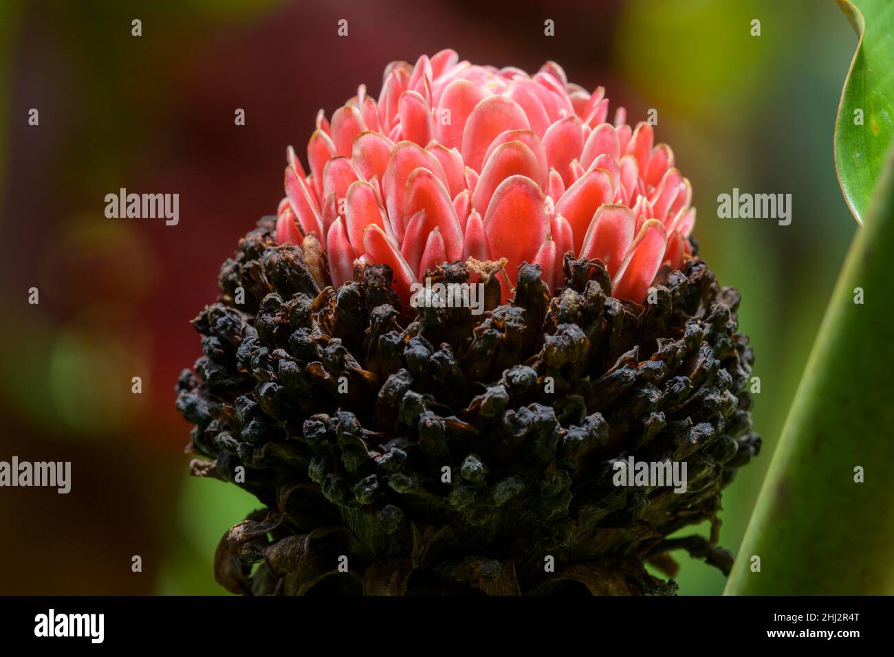 Fiore di una pianta di zenzero, Laguna del Lagarto Eco-Lodge, San Carlos, Provincia di Alajuela, Costa Rica Foto Stock