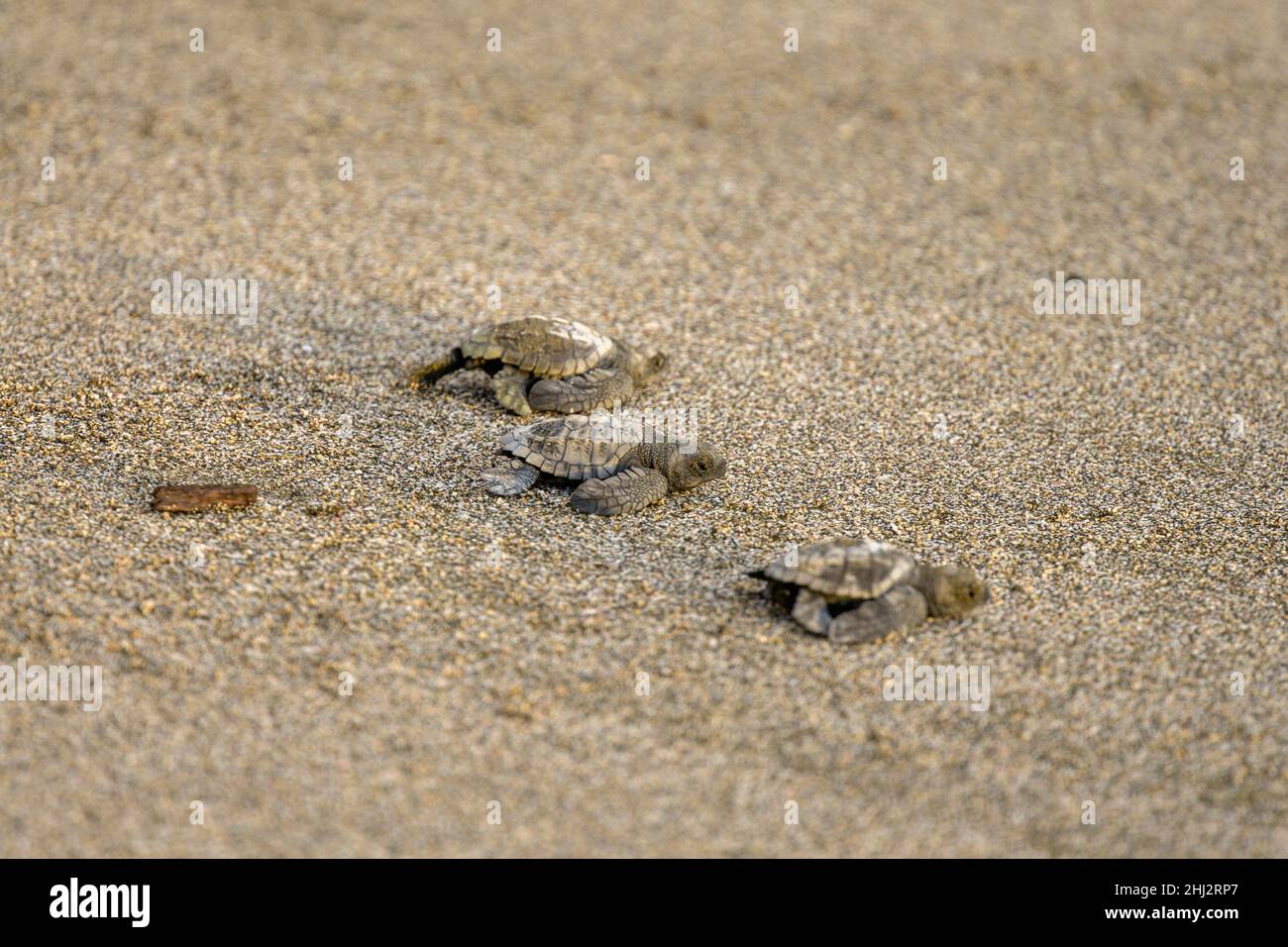 Le tartarughe marine ridley (Lepidechelys olivacea), appena schiusa, strisciano sulla sabbia verso il mare, Junquillal, Santa Cruz, Guanacaste Province, Costa Foto Stock