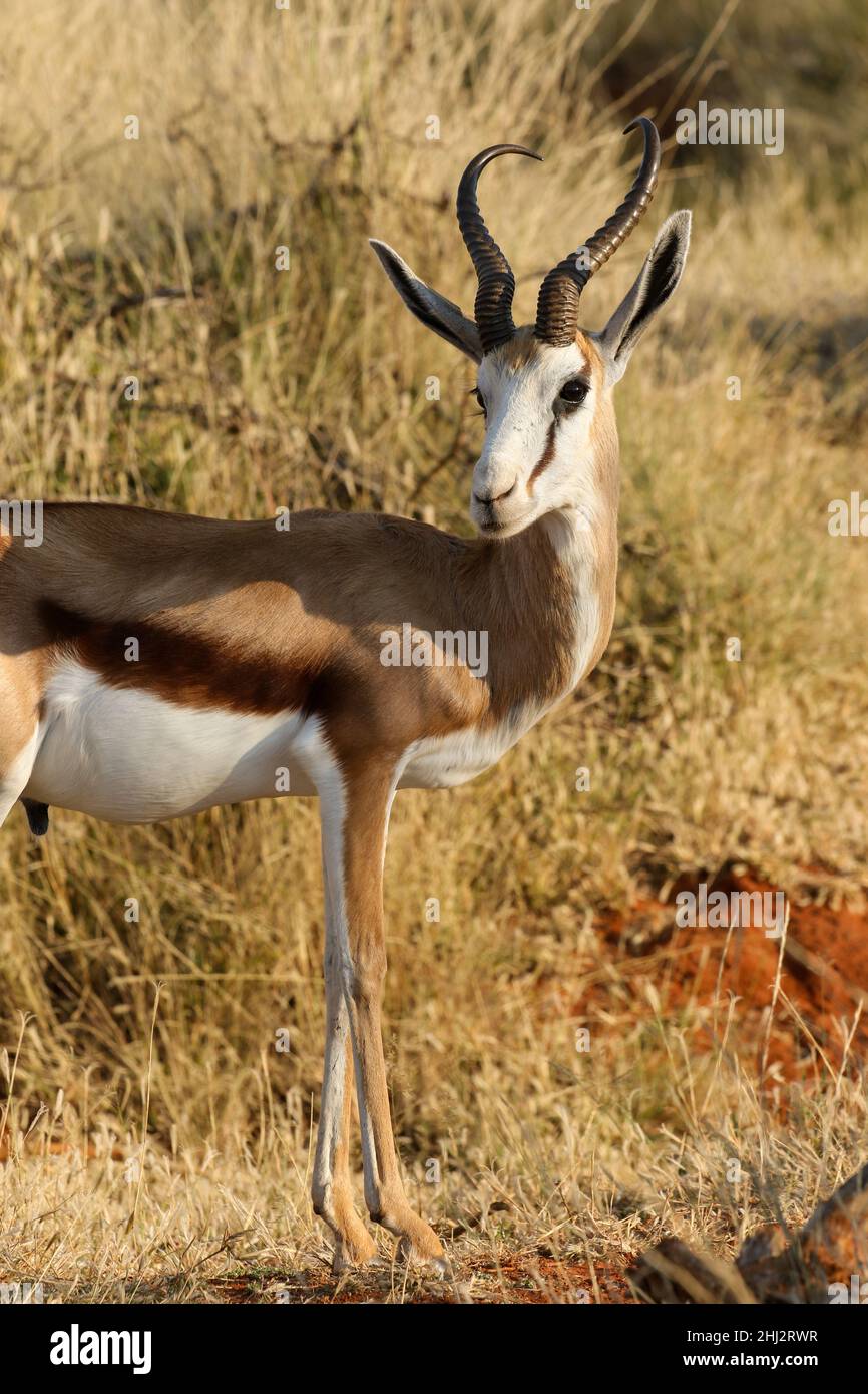 RAM Springbok Foto Stock