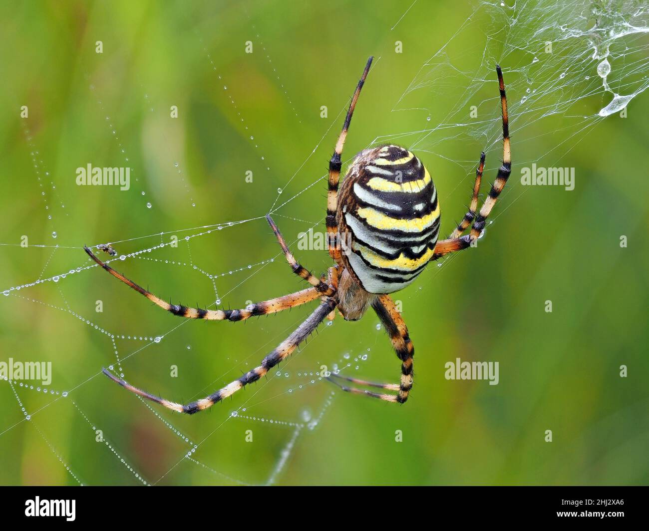 WASP Spider (Argiope bruennichi) nella sua rete di cattura bagnata con rugiada del mattino, Assia, Germania Foto Stock