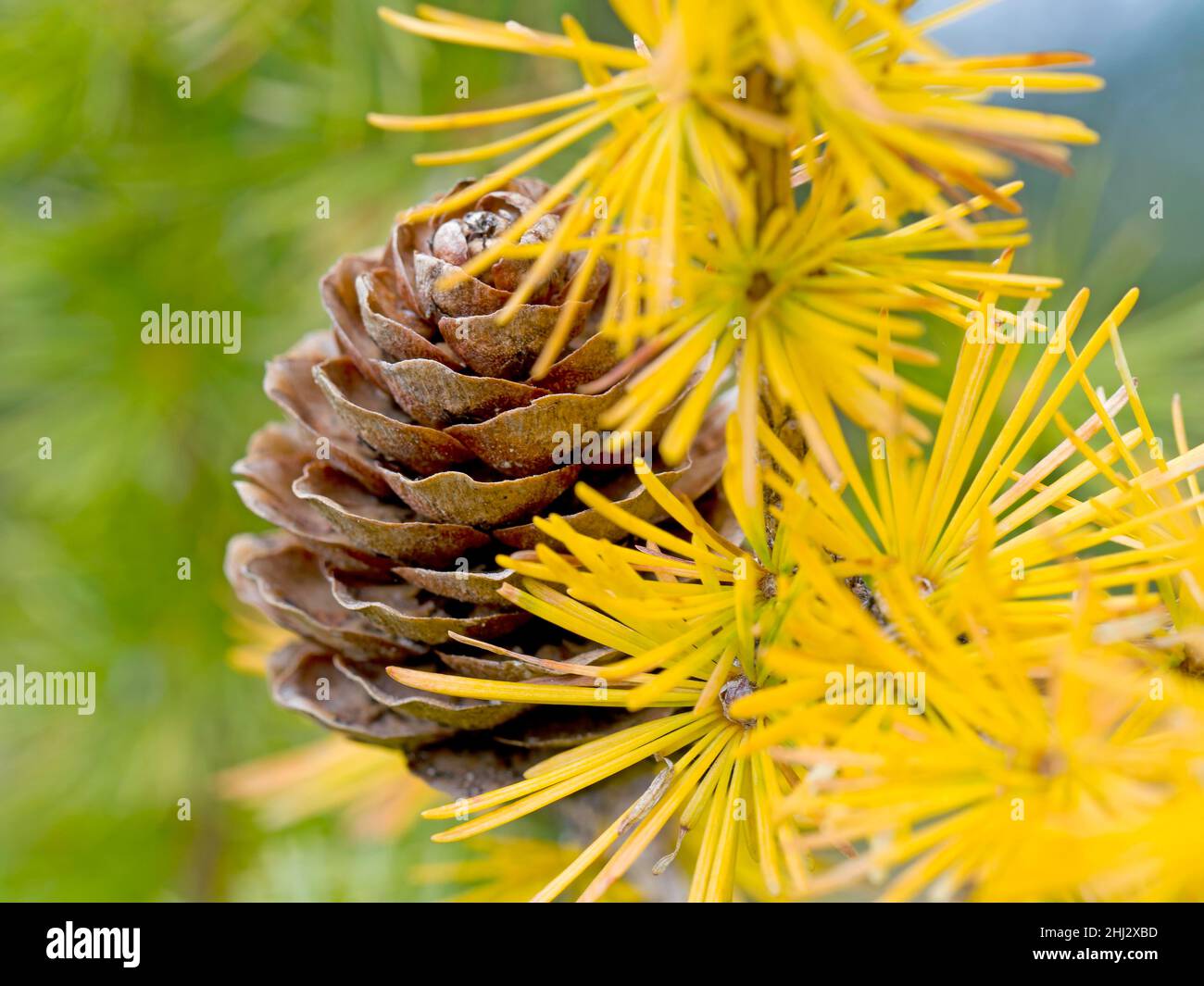 Larice europeo (Larix decidua), coni e aghi autunnali, Salten, Jenesien, Bolzano, Alto Adige, Italia Foto Stock