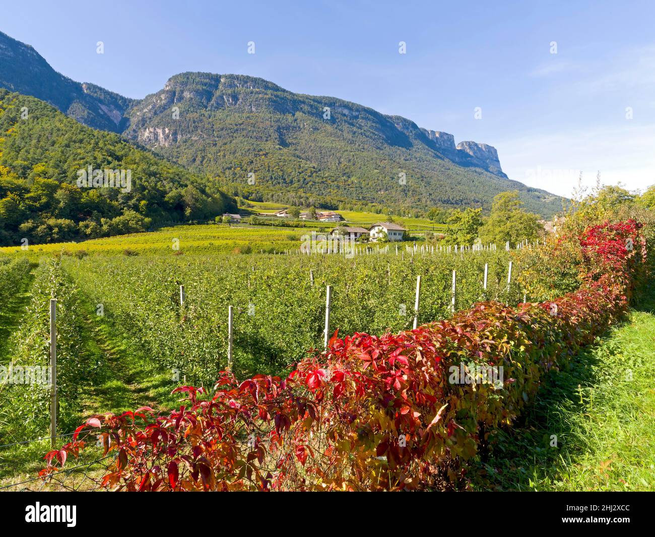 Frutteto di mele con vino selvatico in primo piano, San Michele, Trentino, Alto Adige, Italia Foto Stock