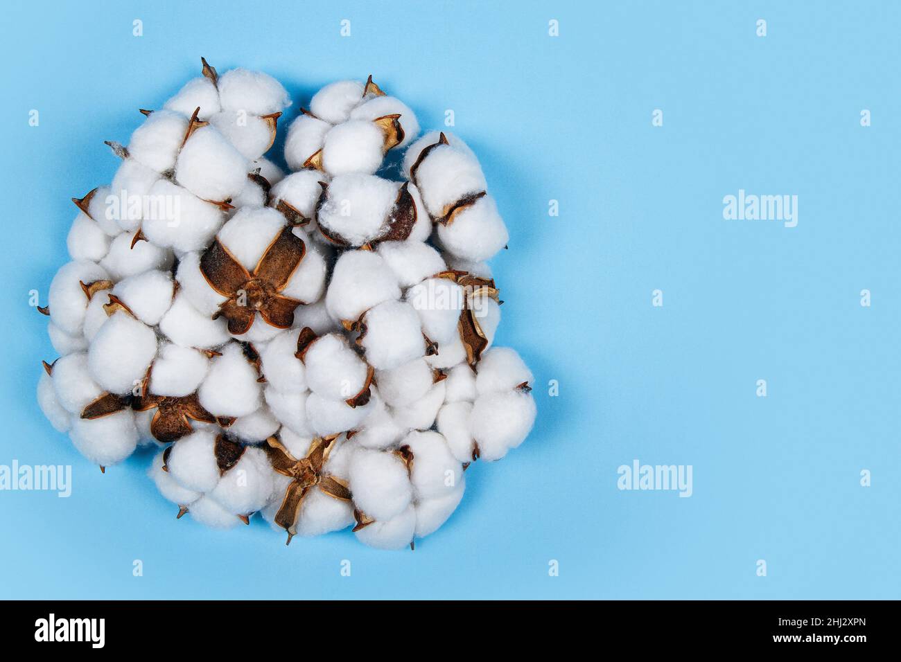 Mucchio di fiori di cotone su sfondo blu con spazio copia Foto Stock