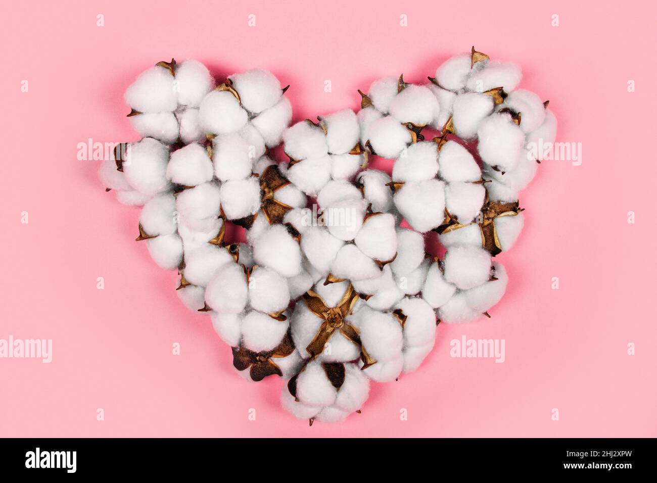 Forma del cuore fatta di fiori di cotone su sfondo rosa Foto Stock