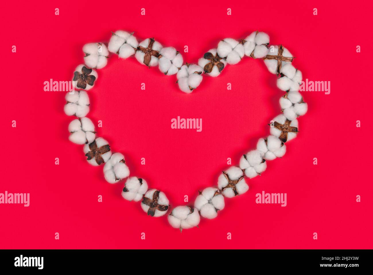 Cornice a forma di cuore fatta di fiori di cotone su sfondo rosso Foto Stock