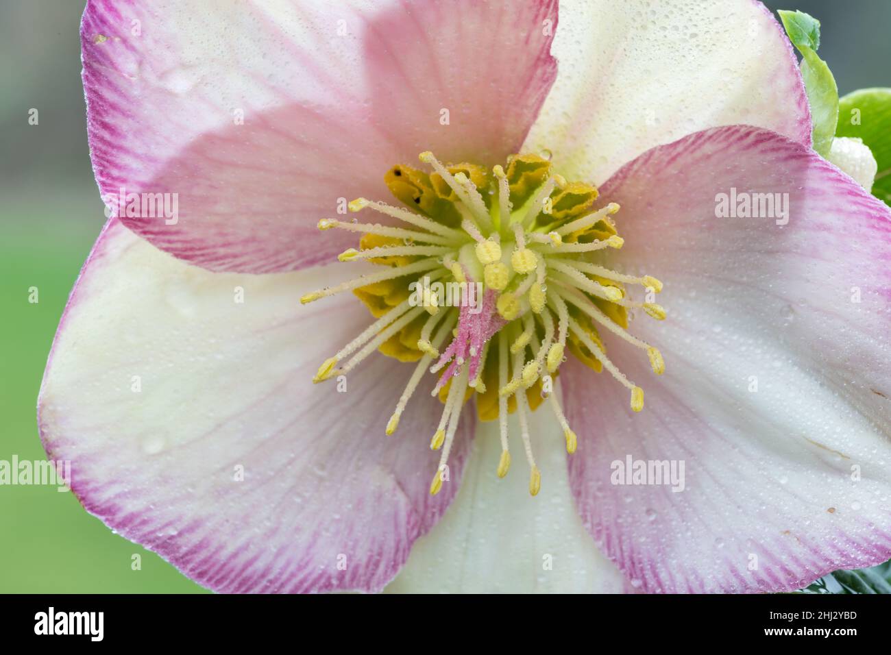 Primo piano di un fiore rosa e bianco in ellebore fioritura Foto Stock