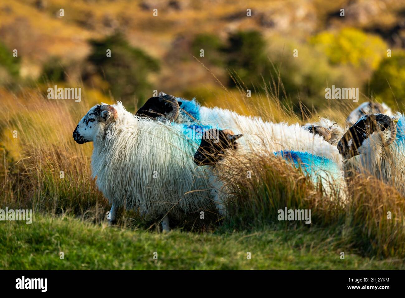 Pecora domestica (Ovis gmelini aries) in prato marrone, Kenmare, Contea di Kerry, Irlanda Foto Stock