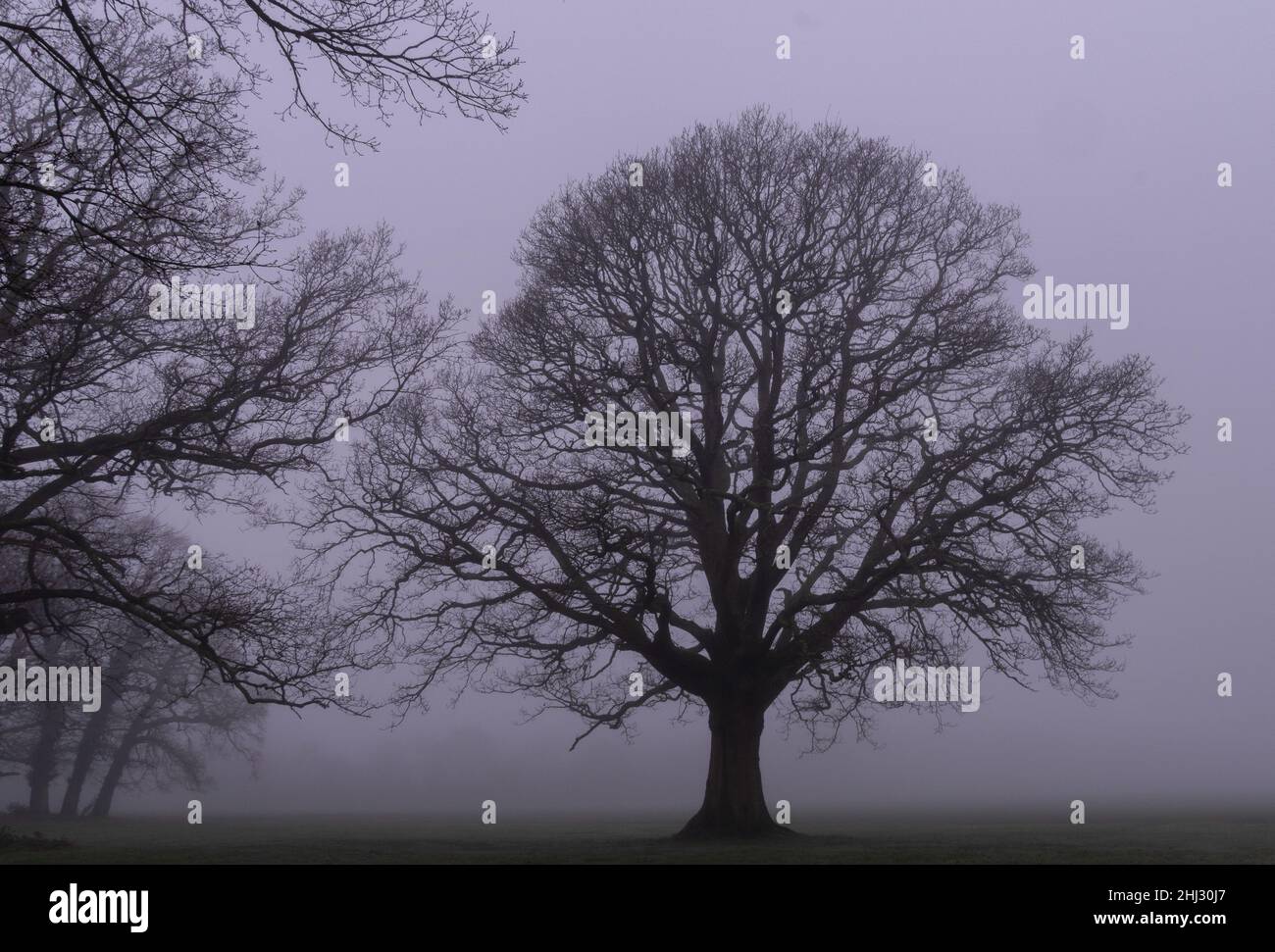 Misty mattina sul Southampton Common Foto Stock