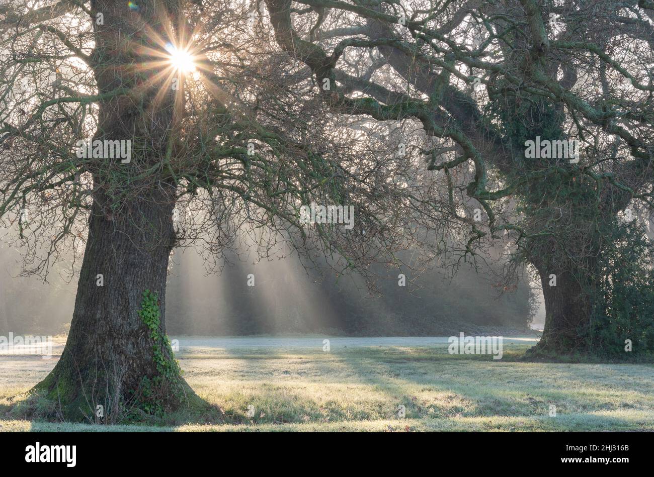 Raggi di sole su Southampton Common Foto Stock