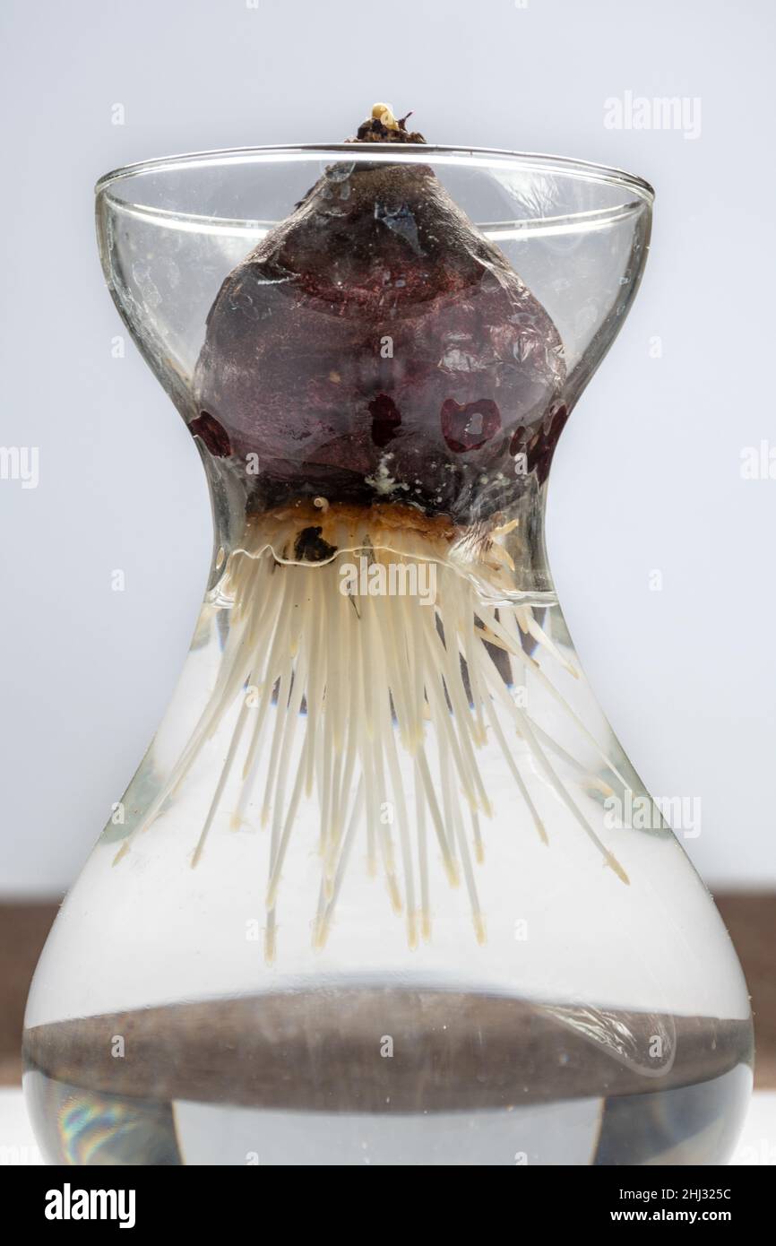 Bulbo di giacinto con radici che crescono in acqua in un vaso di vetro Foto Stock