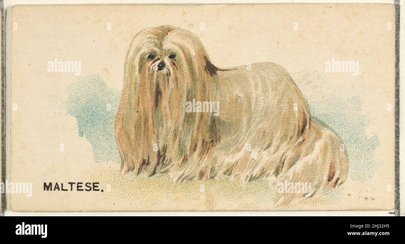 Maltese, dalla serie Dogs of the World per le sigarette Old Judge 1890 emessa da Goodwin & Company la serie 'Dogs of the World' di carte commerciali (N163) è stata emessa da Goodwin & Company nel 1890 per promuovere le sigarette Old Judge. La serie di 50 carte raffigura cani di varie razze. Il Metropolitan Museum of Art possiede 23 delle 50 carte della serie. Maltese, dalla serie Dogs of the World per Old Judge Cigarettes 400506 Foto Stock