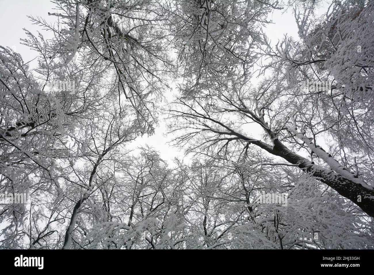 Guardando fino alle cime degli alberi ricoperte di neve, con molti rami e ramoscelli Foto Stock