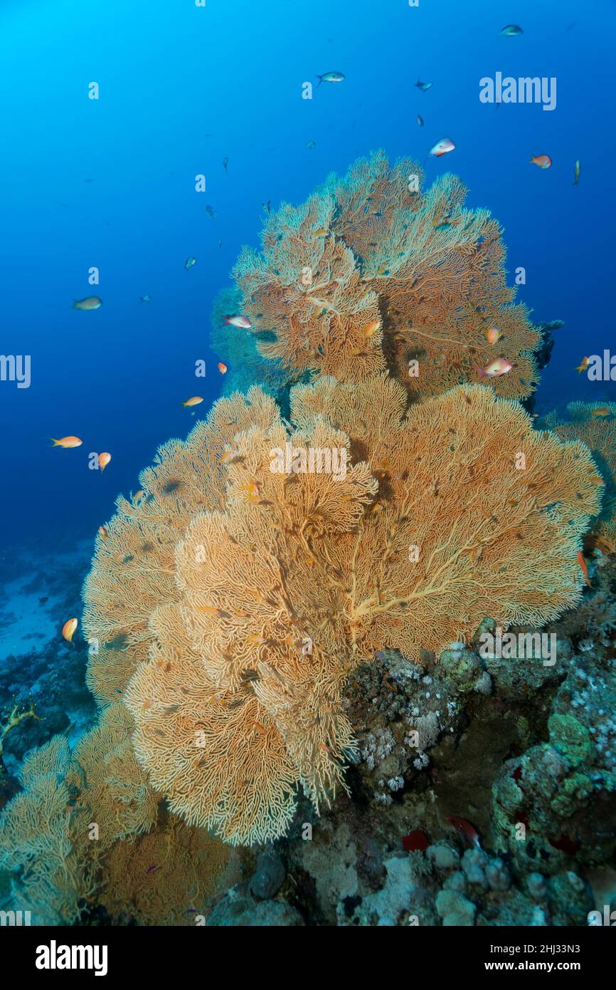 Gorgonian fan, gorgonian (Annell mollis) sulla barriera corallina con fagotti di mare rosso (Pseudanthias taeniatus), Ras Muhammed National Park, Mar Rosso, Sharm el Foto Stock