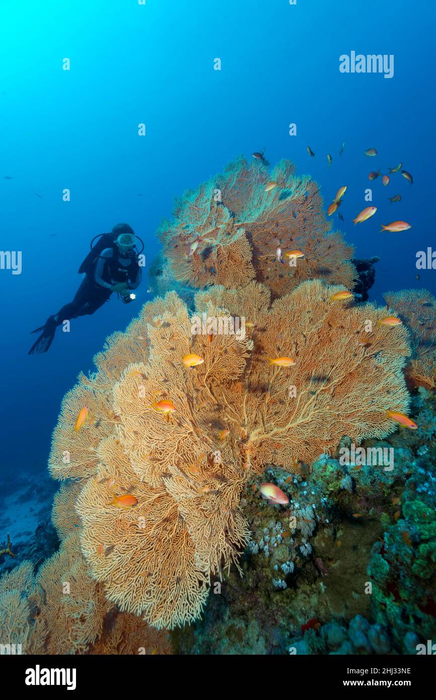 Subacqueo che guarda il ventilatore gorgoniano, gorgoniano (Annell mollis) sulla barriera corallina con fagottini rossi (Pseudanthias taeniatus), Parco Nazionale Ras Muhammed Foto Stock