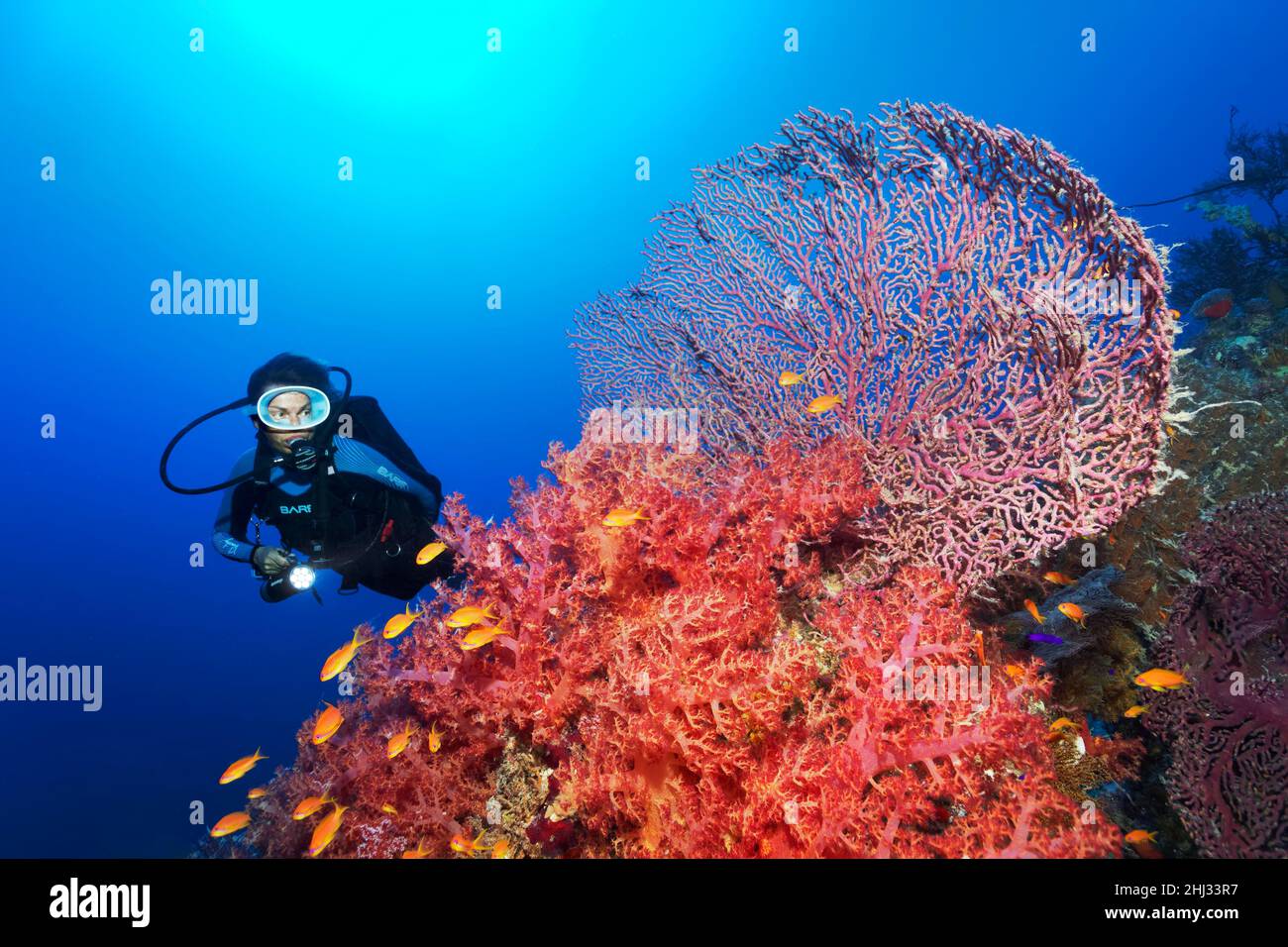 Subacqueo che guarda le macerie della barriera corallina, con il corallo molle di Klunzinger (Dendronenephthya klunzingeri), gli appassionati gorgoniani, le specie sconosciute, i fagotti di mare rosso Foto Stock