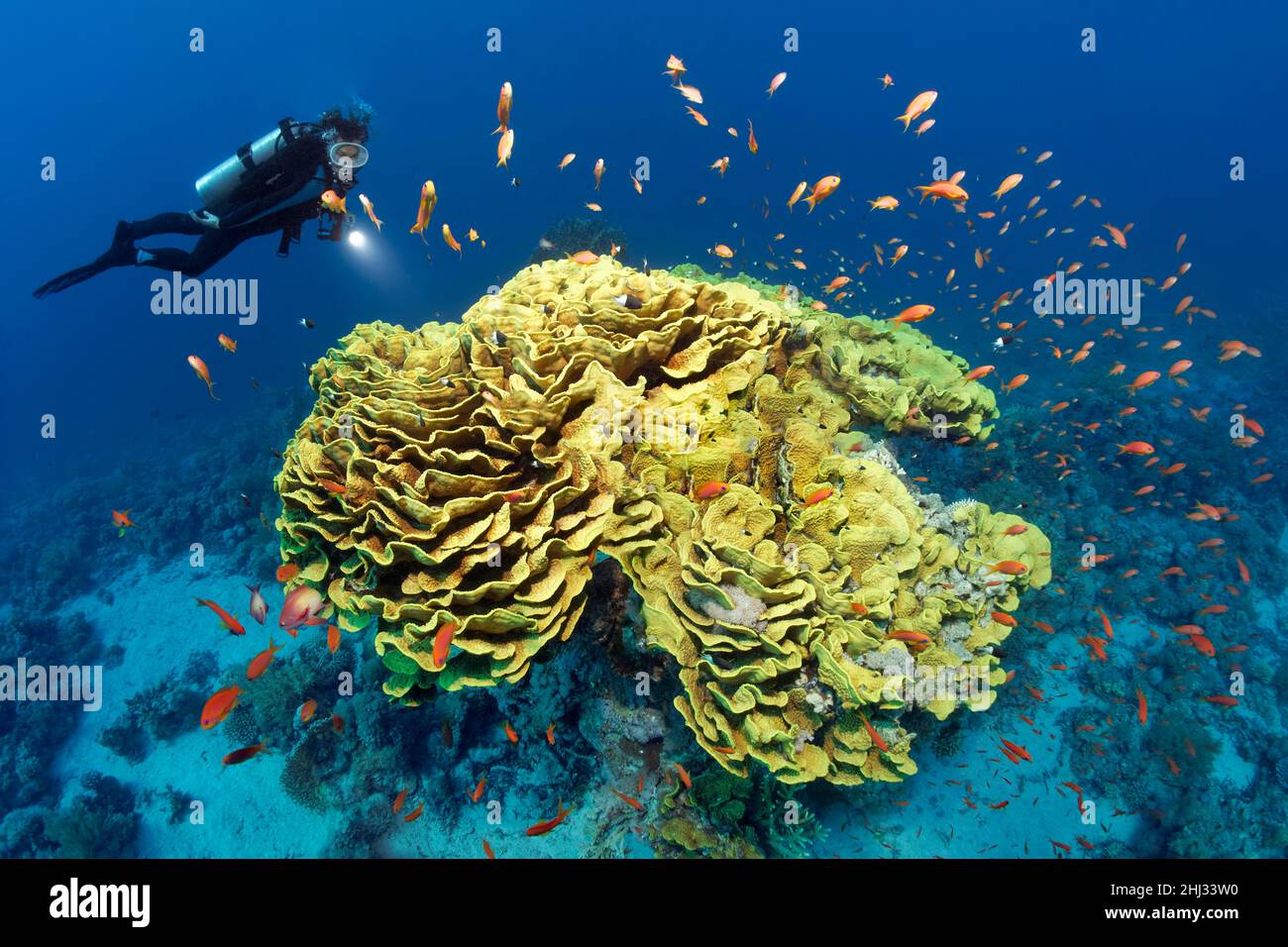 Subacqueo che guarda corallo calice o corallo di lattuga ritorto (Turbinaria reniformis), fagottini gialli, rossi (Pseudanthias taeniatus), Ras Muhammed Foto Stock