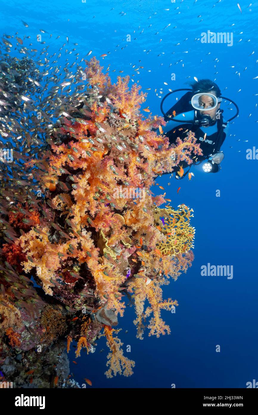 Subacqueo che guarda la parete di corallo ricoperta di corallo morbido del klunzinger (Dendronephthya klunzingeri), vari coralli di pietra (Scleractinia), sciami di maialino Foto Stock