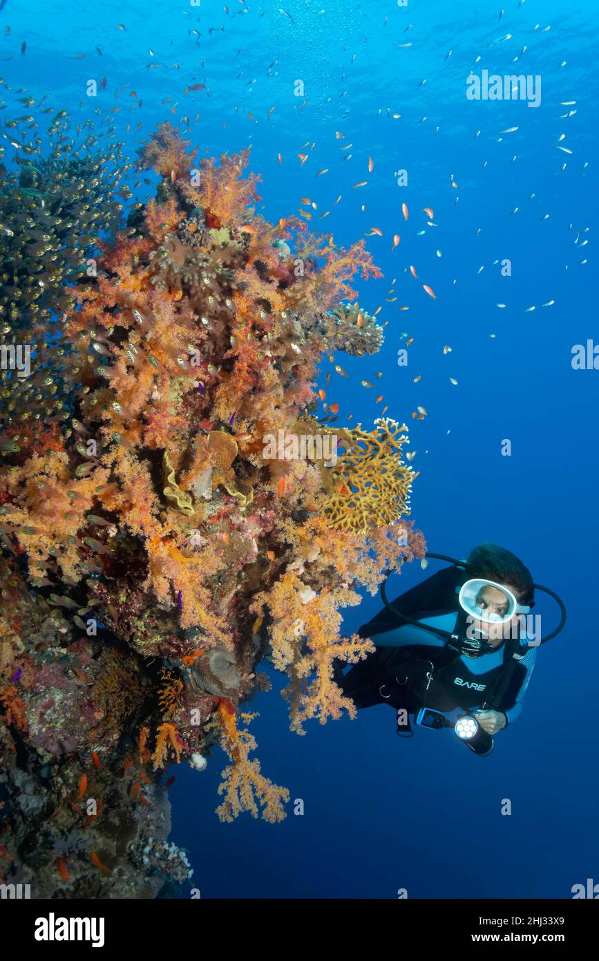 Subacqueo che guarda la parete di corallo ricoperta di corallo morbido del klunzinger (Dendronephthya klunzingeri), vari coralli di pietra (Scleractinia), sciami di maialino Foto Stock