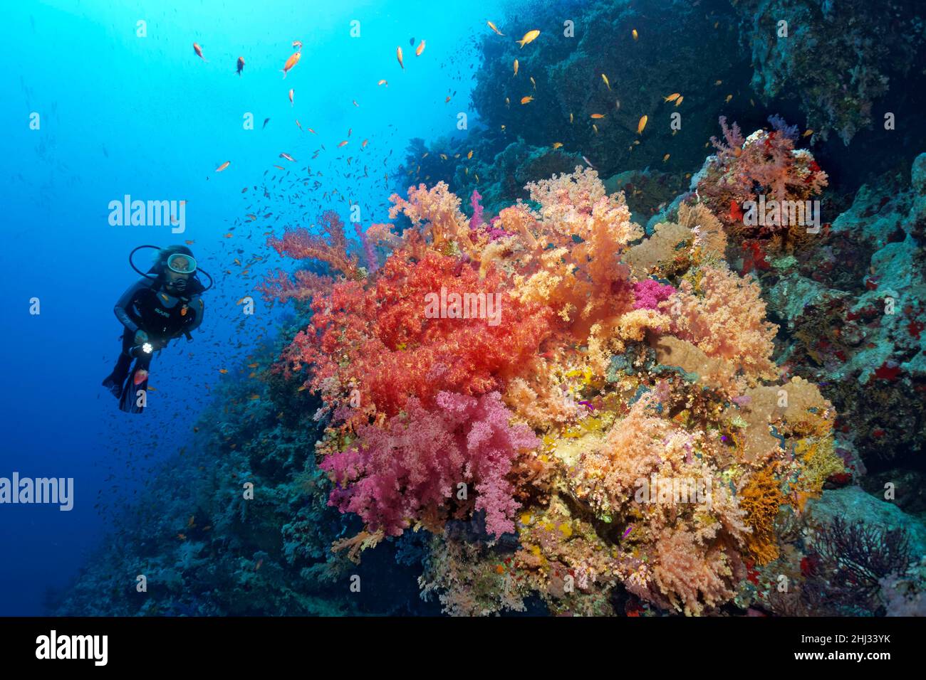 Subacqueo, paesaggio subacqueo sulla parete della barriera corallina, coperto da coralli molli in diversi colori, coralli molli del klunzinger (Dendronephthya klunzingeri) Foto Stock