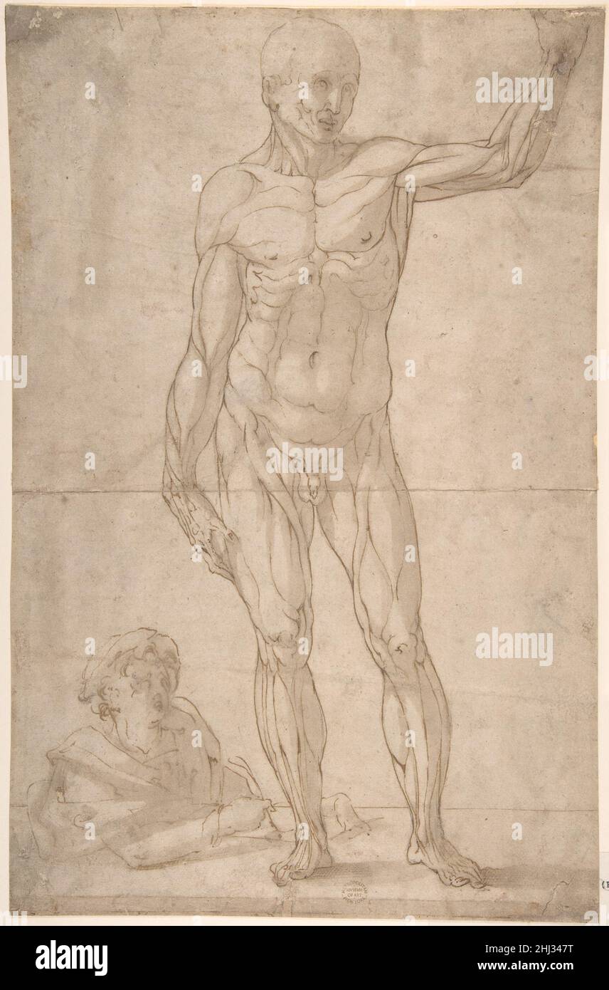 Studio dell'anatomia: Un giovane che disegna un'Ecorché di un uomo in piedi. 1550–1600 Anonimo, italiano, dal 16th all'inizio del 17th secolo italiano. Studio dell'anatomia: Un giovane che disegna un'Ecorché di un uomo in piedi. Anonimo, italiano, dal 16th ai primi del 17th secolo. 1550–1600. Penna e inchiostro marrone, pennello e lavaggio grigio-marrone, su tracce di gesso nero o punto di derivazione. Disegni Foto Stock