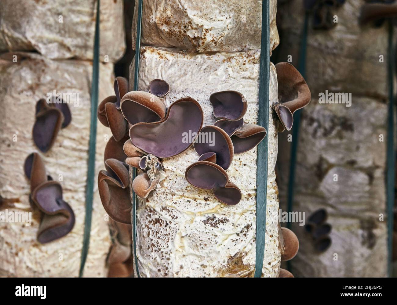 Biologico Ebreo s Ear (Auricularia auricula-judae) fattoria a Don Duong distrct, da Lat città. È usato abbastanza ampiamente nella cucina asiatica. Foto Stock