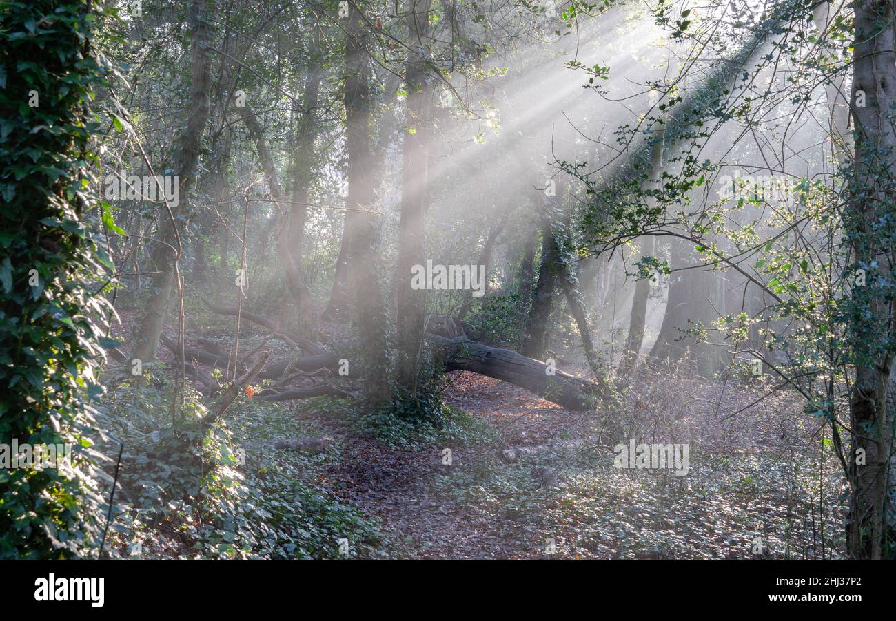 Raggi di sole su Southampton Common Foto Stock