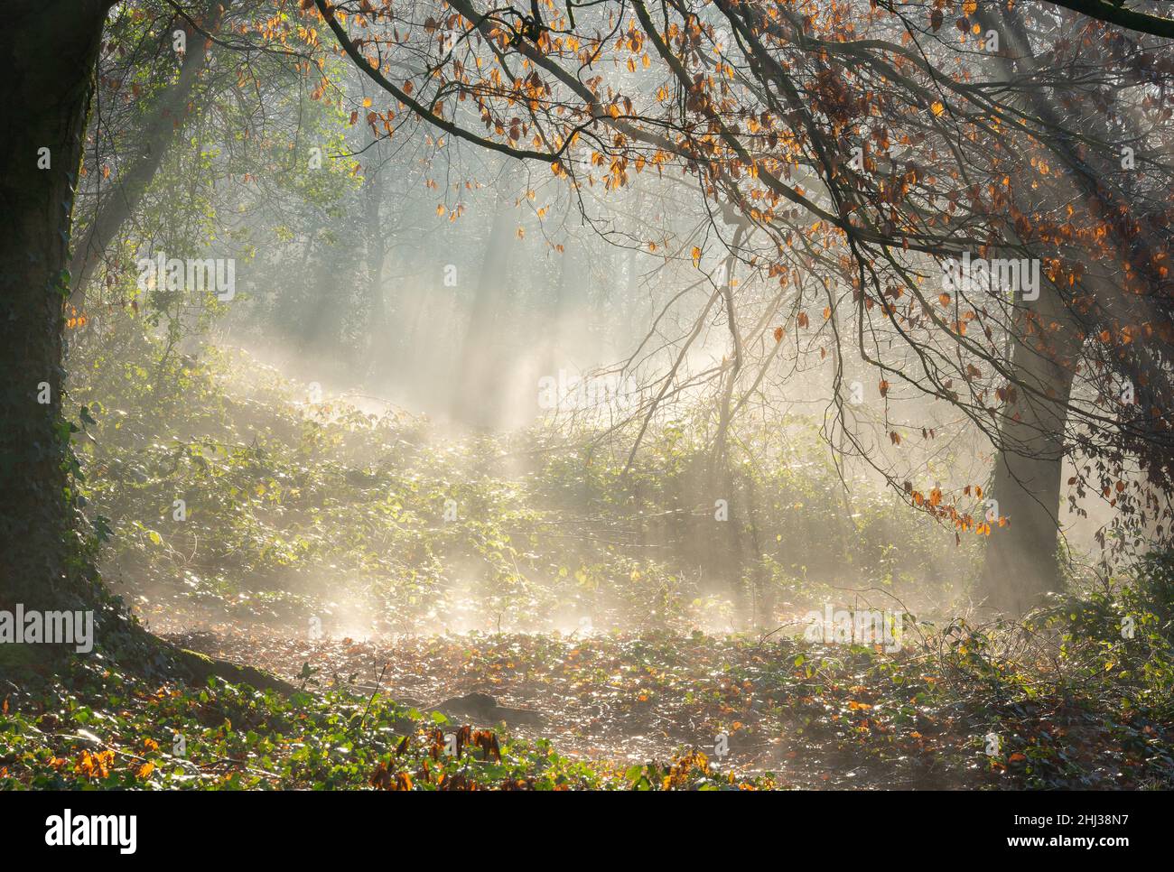 Raggi di sole su Southampton Common Foto Stock