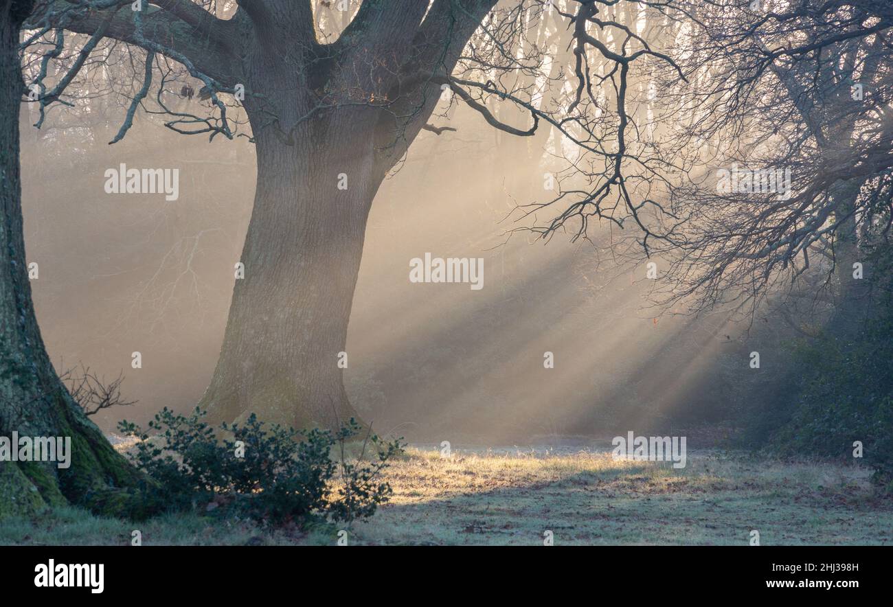 Raggi di sole su Southampton Common Foto Stock