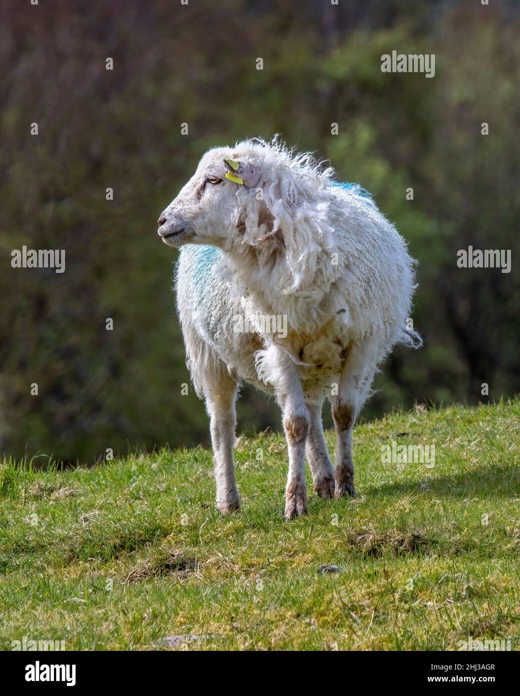 Pecore della montagna gallese vicino al cerchio di pietra di Uragh, Irlanda Foto Stock