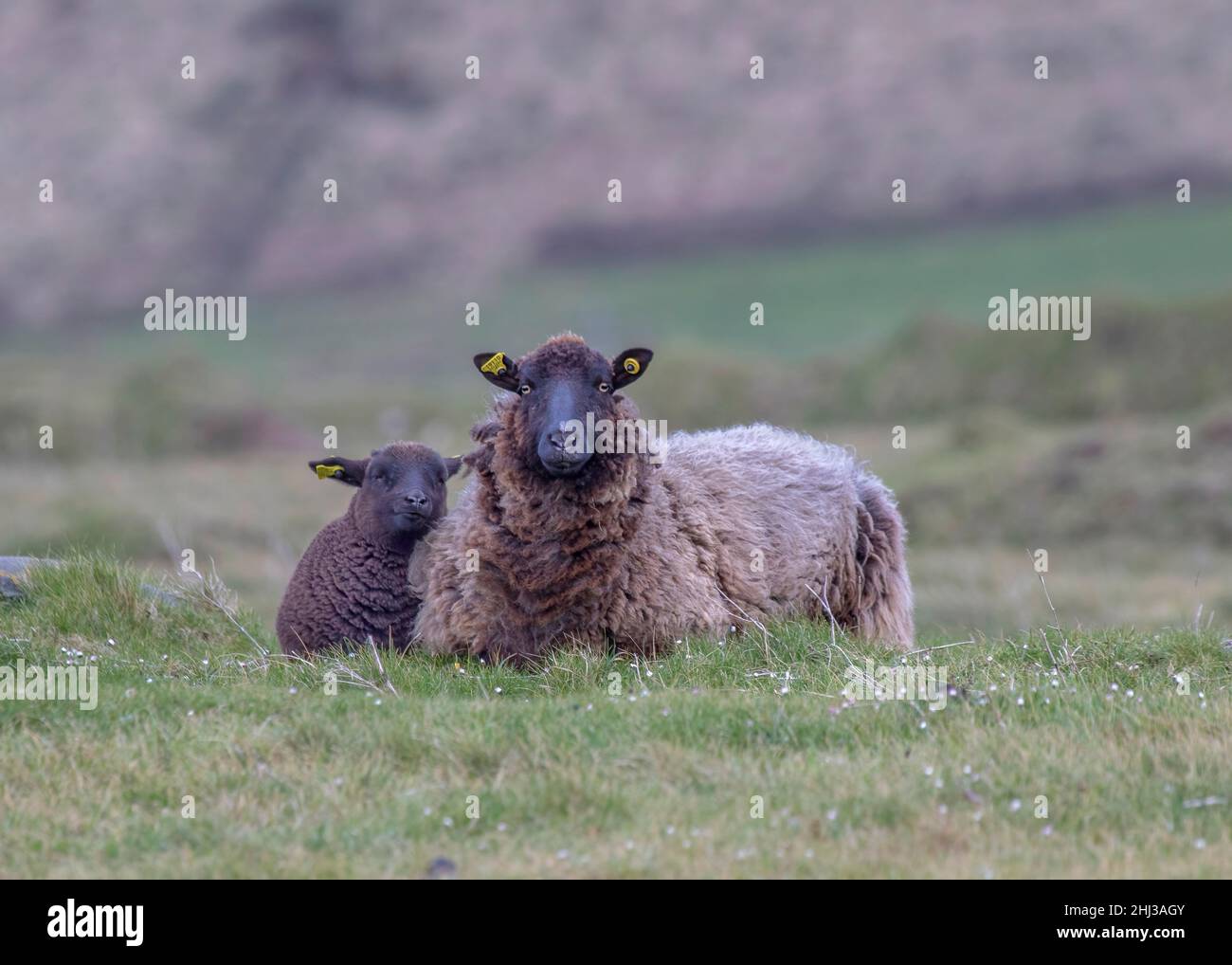 Madre e agnello Black Welsh Mountain pecore che si posa in un campo vicino Clogher Beach, Dingle, Irlanda Foto Stock